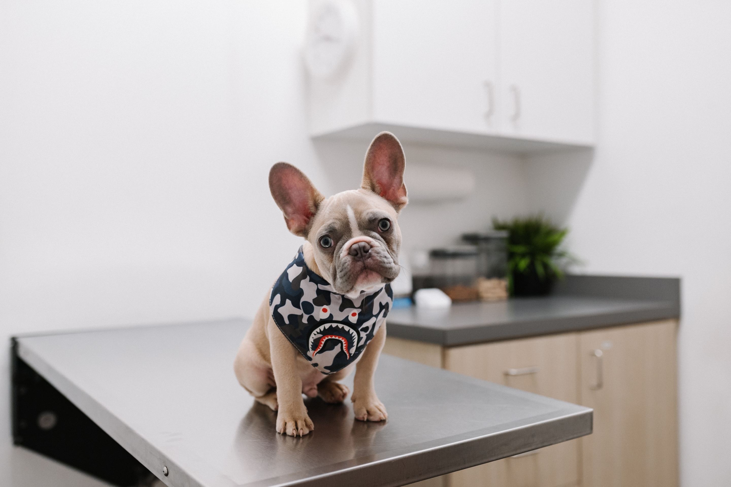 Cute dog on operating table